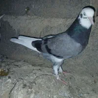 کبوتر|پرنده|زنجان, |دیوار