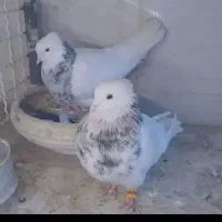 کفتر طوق‌شازده‌با‌جوجه