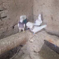 طوقی|پرنده|کبودرآهنگ, |دیوار