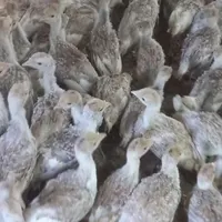 بوقلمون بوربون امریکای