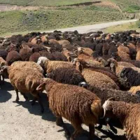 گوسفند فروشی مهوری