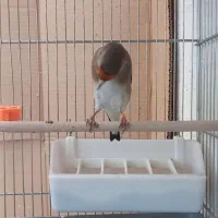 سه عدد سهره جوجه سال