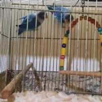 کوتوله برزیلی