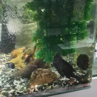 آکواریوم 50 /  30