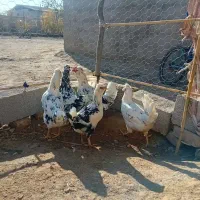 مرغ گلین وجوجه گلین نیمچه