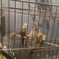 عروس هلندی|پرنده|قم, زینبیه|دیوار