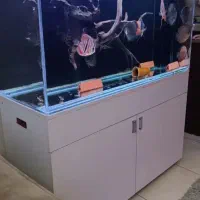 آکواریوم ریملس