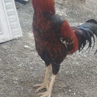 خروس محلی. زیبا 1.200ت