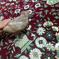 کفتر کلاهی پا پر