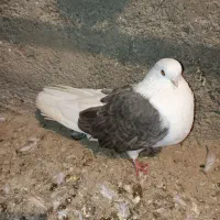 کفتر.دوبال سبز نوک کوتاه.ماده|پرنده|گرگان, |دیوار