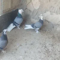 کبوتر قندی و دوکت سیاه|پرنده|اهرم, |دیوار