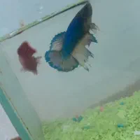 ماهی فایتر نر و ماده|ماهی|مشهد, رضاشهر|دیوار