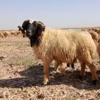 شوش|حیوانات مزرعه|کرخه, |دیوار