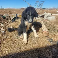 واگذاری توله قهدریجانی