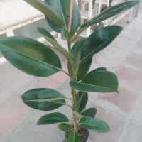 گل فیکوس شاداب|گل و گیاه طبیعی|قم, قلعه عموحسین|دیوار