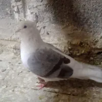 کبوتر