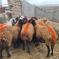 16 میش آبستن سنگین مایه دار