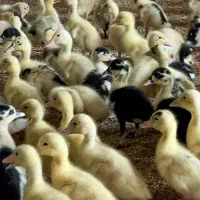 جوجه اردک|پرنده|یاسوج, |دیوار