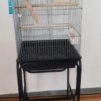 عروس هلندی لوتینو