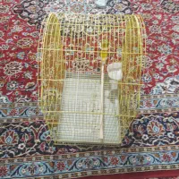 یک قفس طوطی