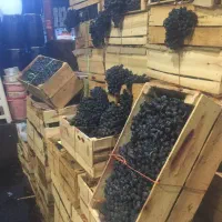 شانی دیم سردشت درجه یک جعبه چوبی وتو سرخ