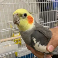 پرنده عروس  هلندی