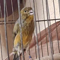 قناری سبز سوخته