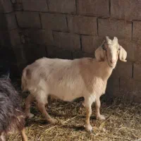 فروش ۴راس بز|حیوانات مزرعه|آباده, |دیوار