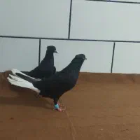 کوت عبدلله کانتکس