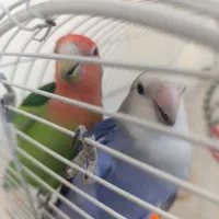 یک جفت کوتوله برزیلی مولدبا قفس و لوازم