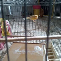 یک عدد قناری و مرغ مینا سخنگوو|پرنده|قم, ولیعصر|دیوار