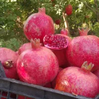 نقد/معاوضه خانه باغ بزرگ میوه ها،باساختمان کوچک قم