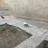 کبوتر