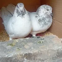 کبوتر|پرنده|نورآباد, |دیوار