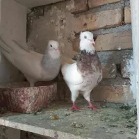 طوقی ابی|پرنده|تربت‌حیدریه, باغ سلطانی|دیوار