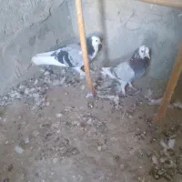 سلام یک جفت کور کورو نسل قدیم|پرنده|جزنیک, |دیوار