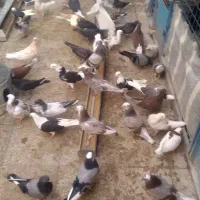 جوجه کبوتر عالی پرشی|پرنده|تهران, بهارستان|دیوار