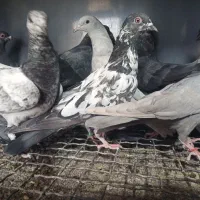 کبوترپاکستانی|پرنده|بندرعباس, |دیوار