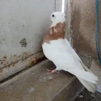 طوقی زرد ماده کاکلی. زاغ دم سفید ماده