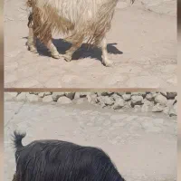 دوعدد بُز جوان سالم دوقولو زا