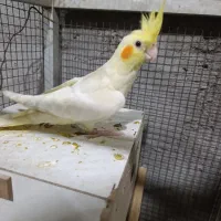 جوجه عروس هلندی