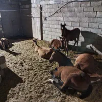 فروش تعدادی کره اسب