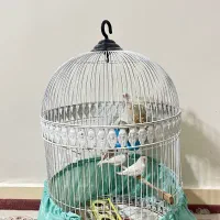 فروش فنچ