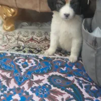 توله سگ سه ماهه