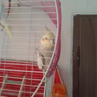 دو عدد عروس هلندی سخنگو