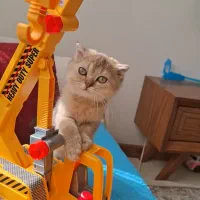 بریتیش اسکاتیش گلد ny11