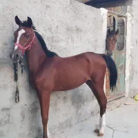 فروش اسب مادیان اصیل کره بند|اسب و تجهیزات اسبسواری|برازجان, |دیوار