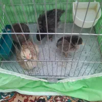 چهار عدد جوجه