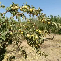 500متر باغ انگور جنب جاده اصلی|فروش دفتر صنعتی، کشاورزی، تجاری|شهرکرد, |دیوار