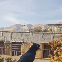 کفتر ماده دم سفید|پرنده|شیراز, صنایع الکترونیک|دیوار